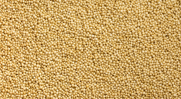 Abbildung Amaranth